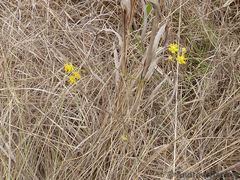 Asclepias aurea