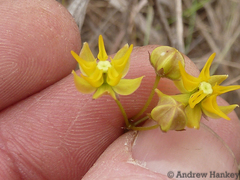 Asclepias aurea