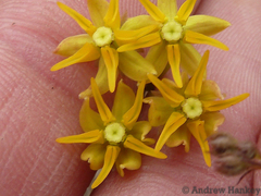 Asclepias aurea