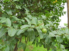 Cascabela thevetia