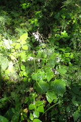 Plectranthus grallatus