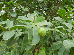 Cascabela thevetia