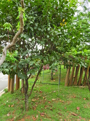 Cascabela thevetia