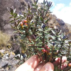 Monnina crassifolia