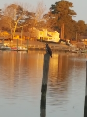 Haliaeetus leucocephalus