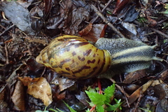 Cochlitoma granulata