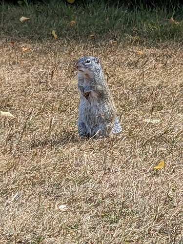 Franklin's Ground Squirrel