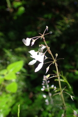 Plectranthus grallatus