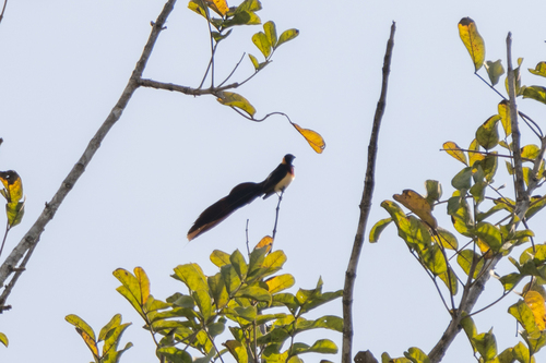 iNaturalist image