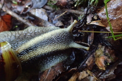 Cochlitoma granulata