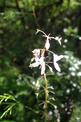 Plectranthus grallatus
