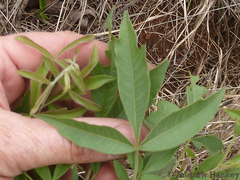 Searsia gerrardii