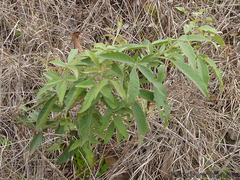 Searsia gerrardii