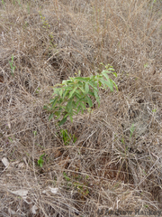 Searsia gerrardii