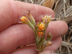 Tulbaghia