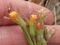 Tulbaghia