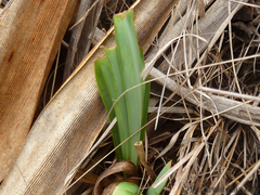 Tulbaghia