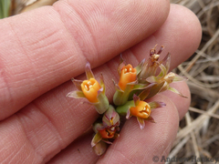 Tulbaghia