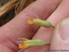 Tulbaghia