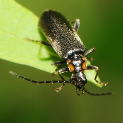 Rhagonycha