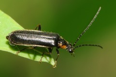 Rhagonycha