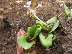 Ledebouria sandersonii