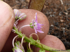 Ledebouria sandersonii