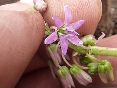 Ledebouria sandersonii