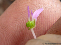 Ledebouria sandersonii