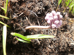 Ledebouria sandersonii