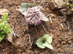 Ledebouria ovatifolia ovatifolia
