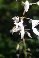 Plectranthus grallatus