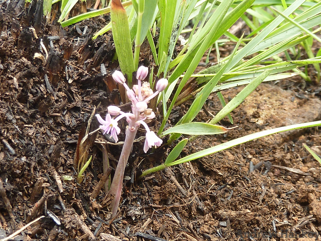 Ledebouria leptophylla, Ehlanzeni, Mpumalanga, South Africa