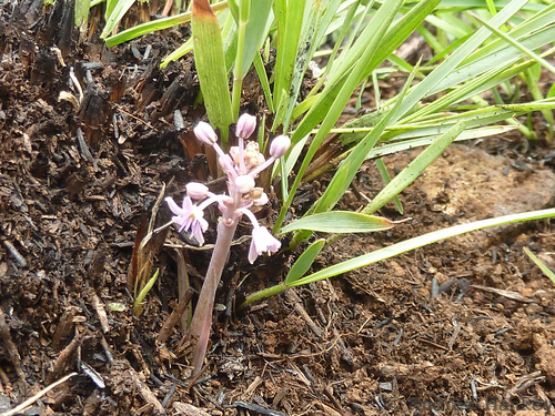 Ledebouria leptophylla