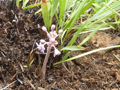 Ledebouria leptophylla