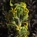 Manulea cheiranthus - Photo (c) Peter Swart, μερικά δικαιώματα διατηρούνται (CC BY-NC), uploaded by Peter Swart