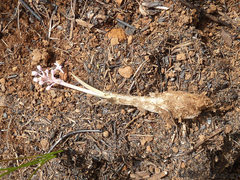 Ledebouria leptophylla
