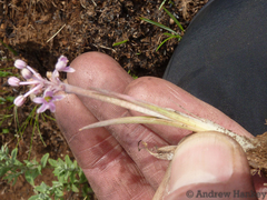 Ledebouria leptophylla