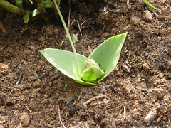 Ledebouria sandersonii