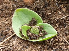 Ledebouria sandersonii