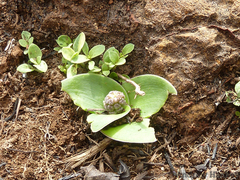 Ledebouria sandersonii