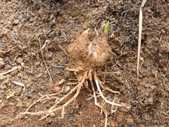 Ledebouria sandersonii