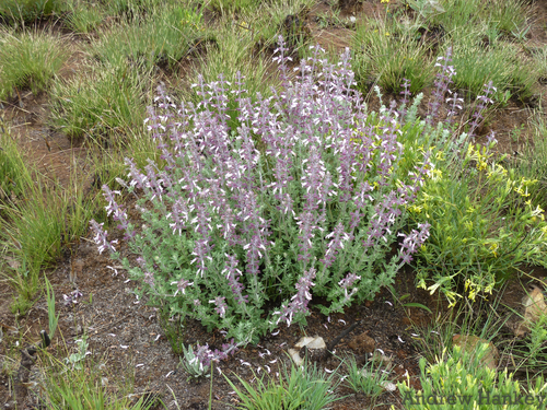 Mashishing Sagebush (Syncolostemon rectiflorus)