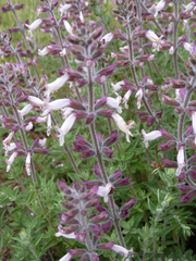 Syncolostemon