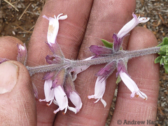Syncolostemon
