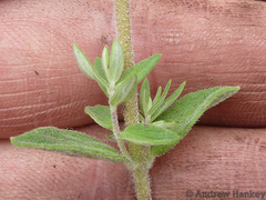 Syncolostemon
