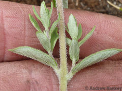 Syncolostemon