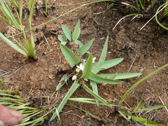 Basananthe sandersonii