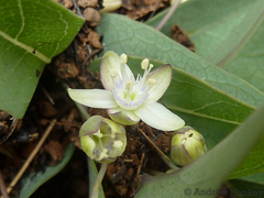 Basananthe sandersonii