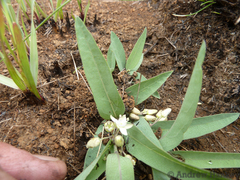 Basananthe sandersonii